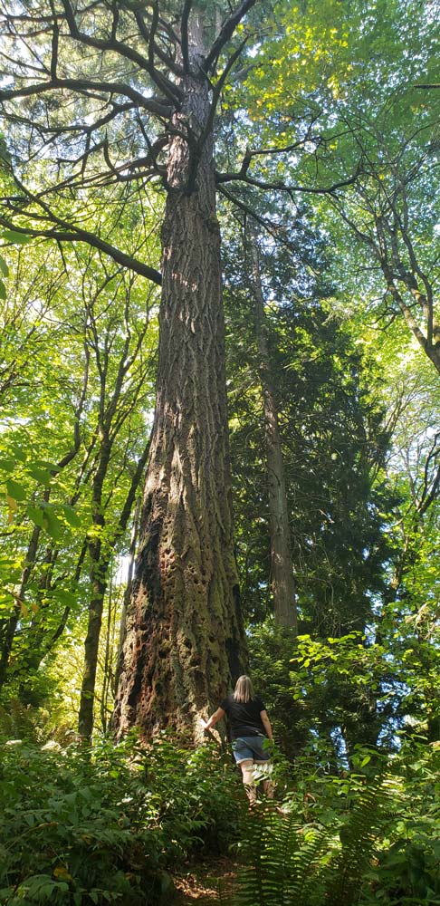 Seward Park tallest tree super vertical